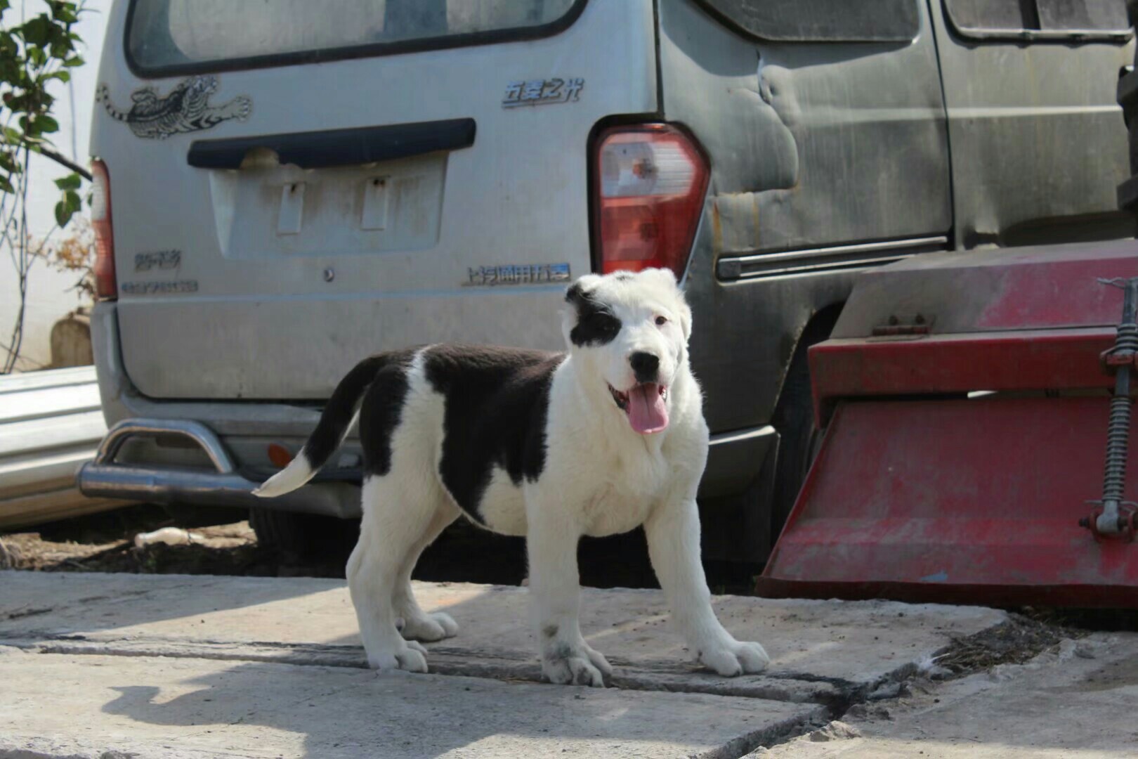 精品中亚幼犬出售