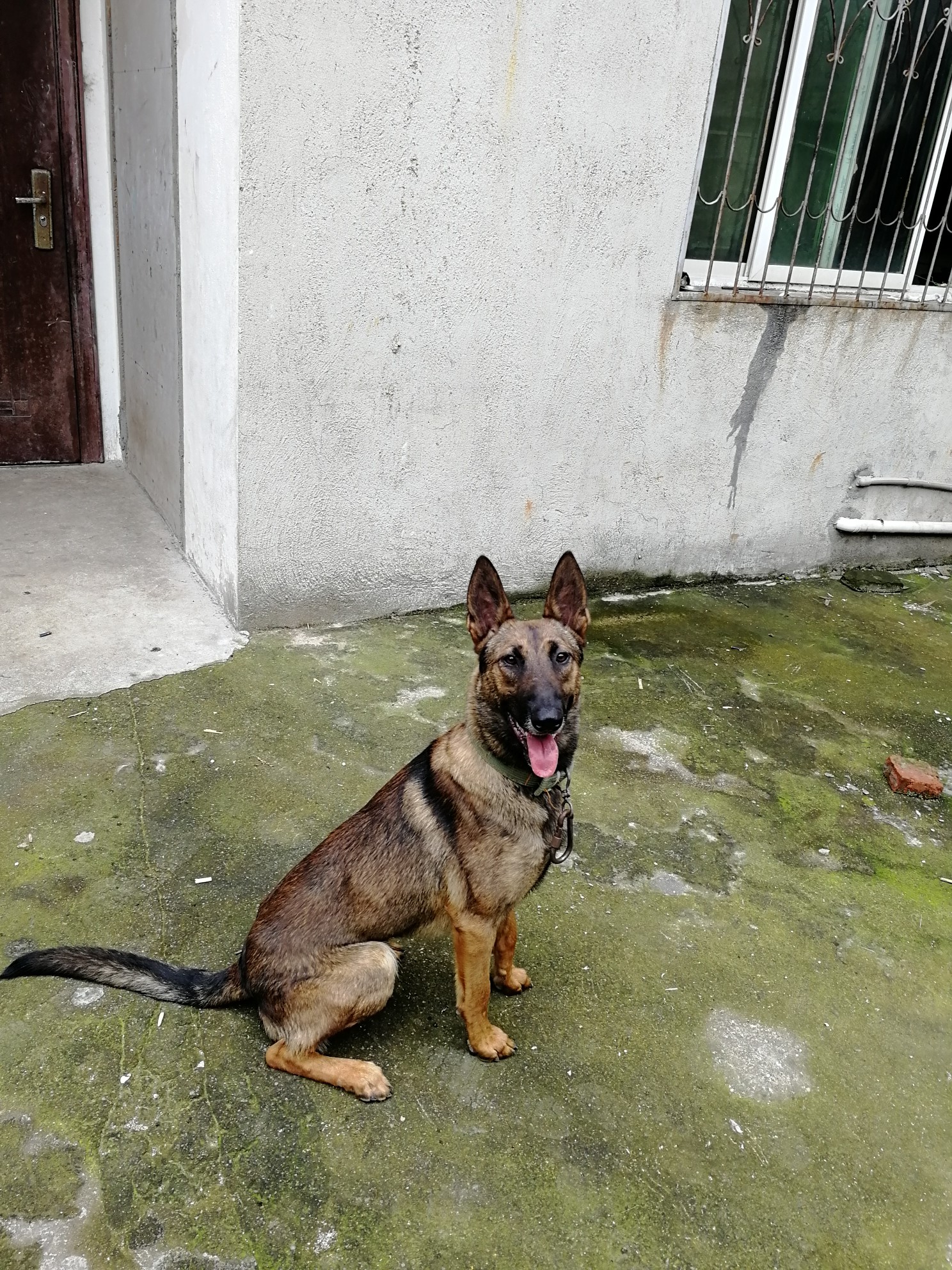 出带科目一岁左右公马犬一只