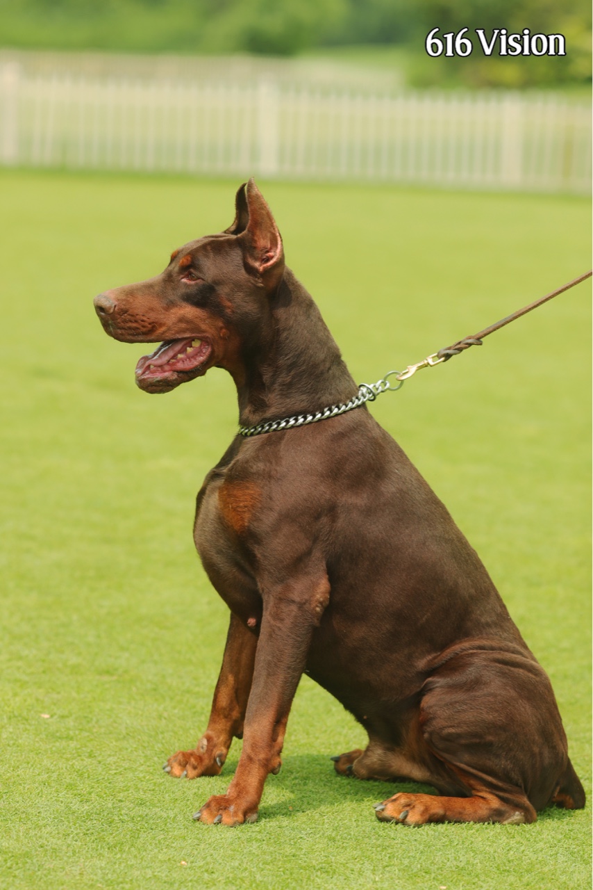 配种走起来 - 杜宾犬 - 猛犬俱乐部-中国具有影响力的猛犬网站