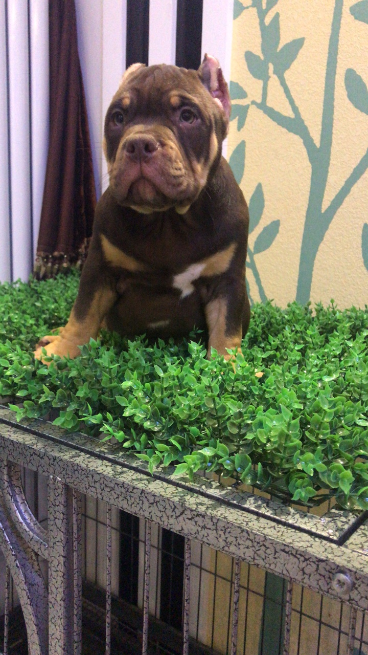 红魔血系 红三色恶霸 价不高 喜欢来询