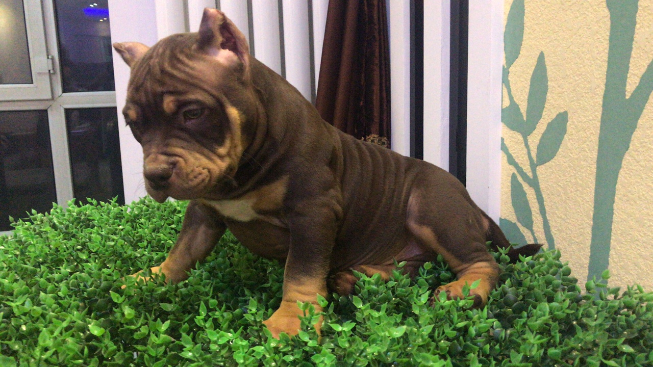 红魔血系 红三色恶霸 价不高 喜欢来询