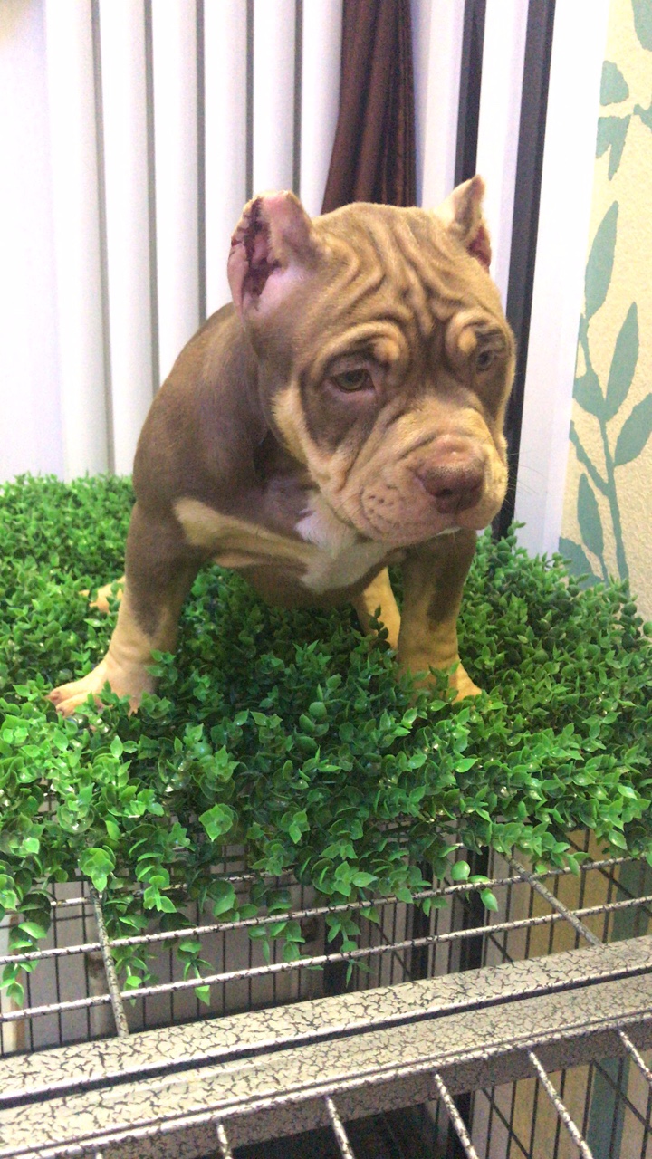 红魔血系 红三色恶霸 价不高 喜欢来询