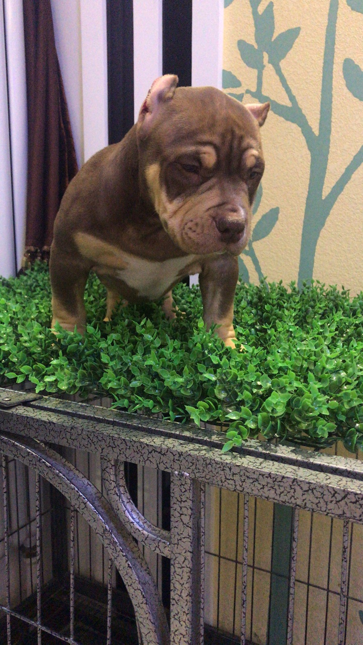 红魔血系 红三色恶霸 价不高 喜欢来询