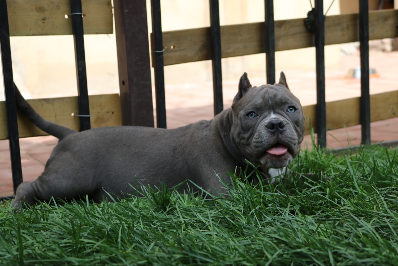 名门恶霸犬美国恶霸犬恶霸犬