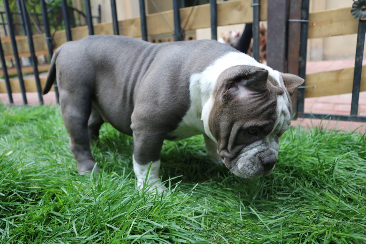 名门恶霸犬美国恶霸犬恶霸犬