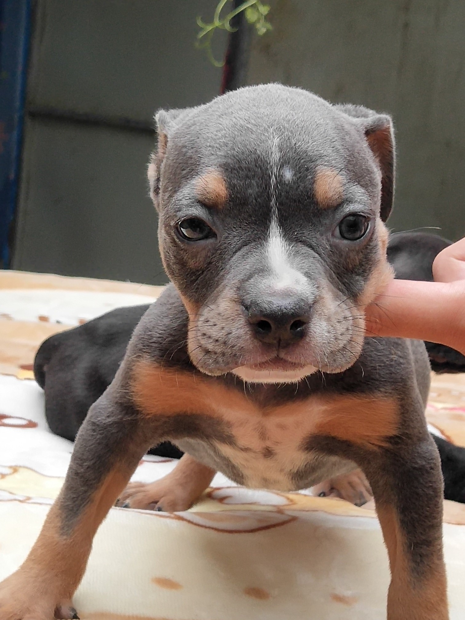 恶霸犬 - 猛犬俱乐部-中国具有影响力的猛犬网