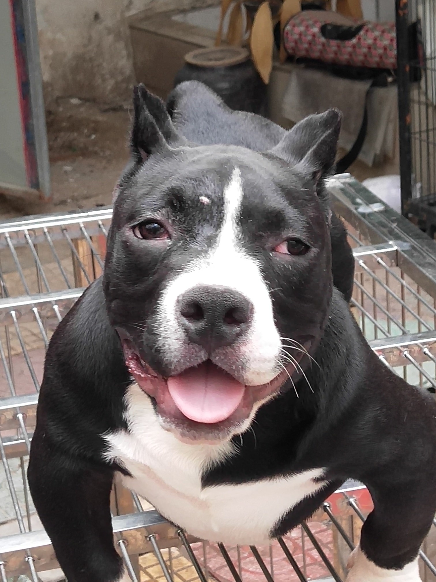 五个月小体双血统恶霸幼犬 - 恶霸犬交易 - 猛犬