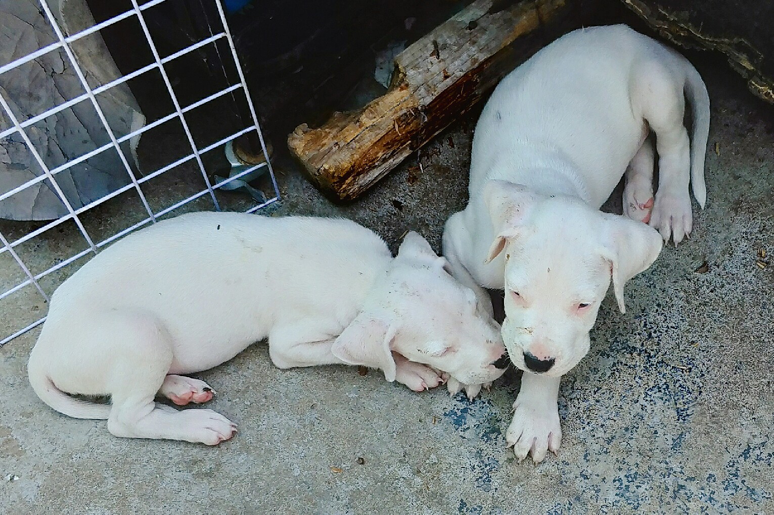 大爱杜高幼崽 - 杜高犬 - 猛犬俱乐部-中国具有影响力的猛犬网站
