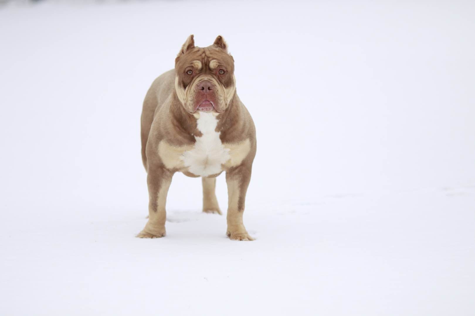 出售红包金恶霸六公一母红魔血系