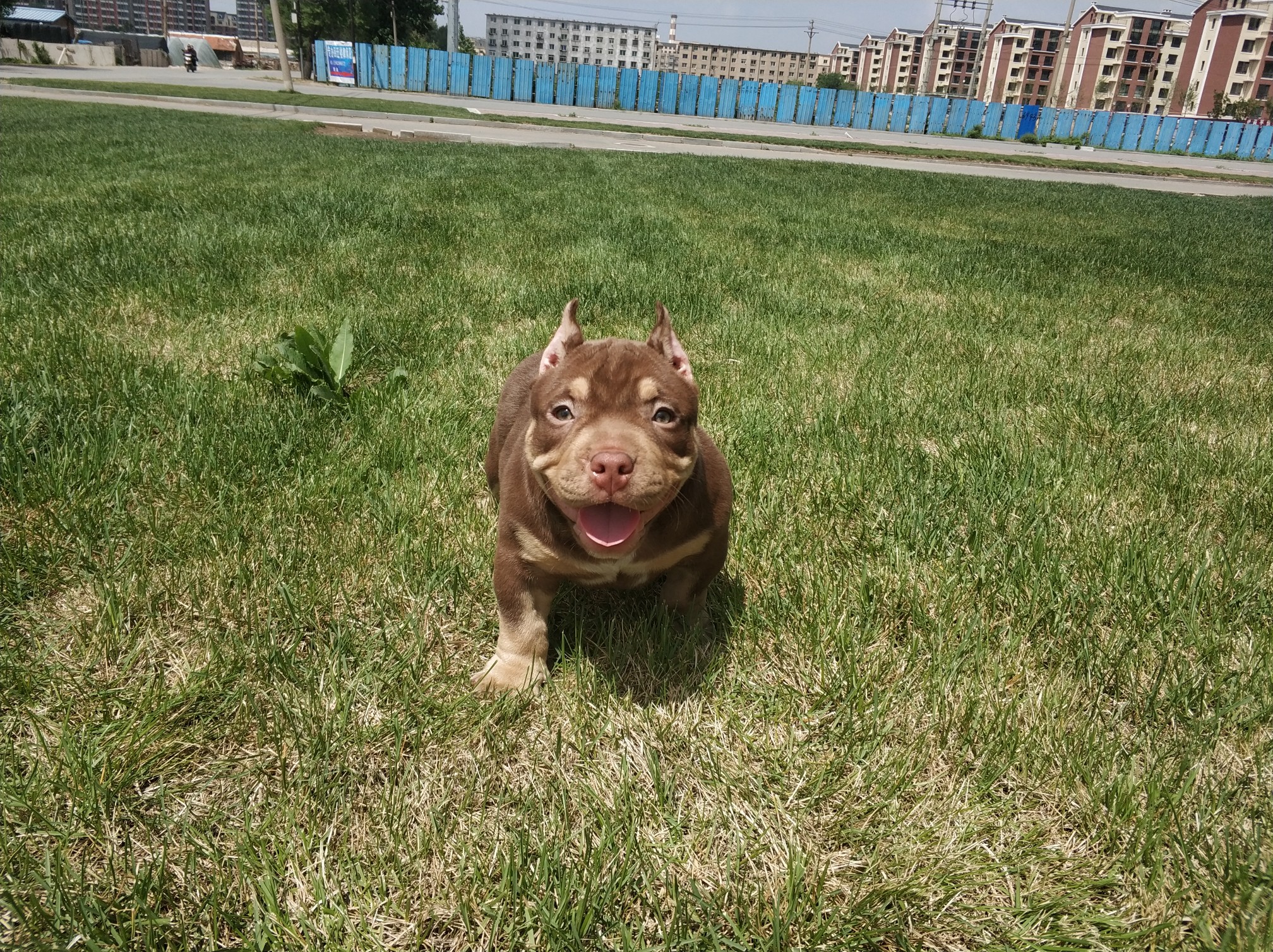 精品恶霸红三色小公