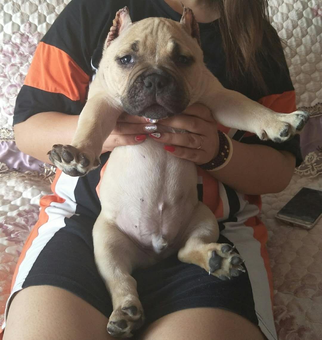 诚心求购黄狗黑嘴,公,2.3个月