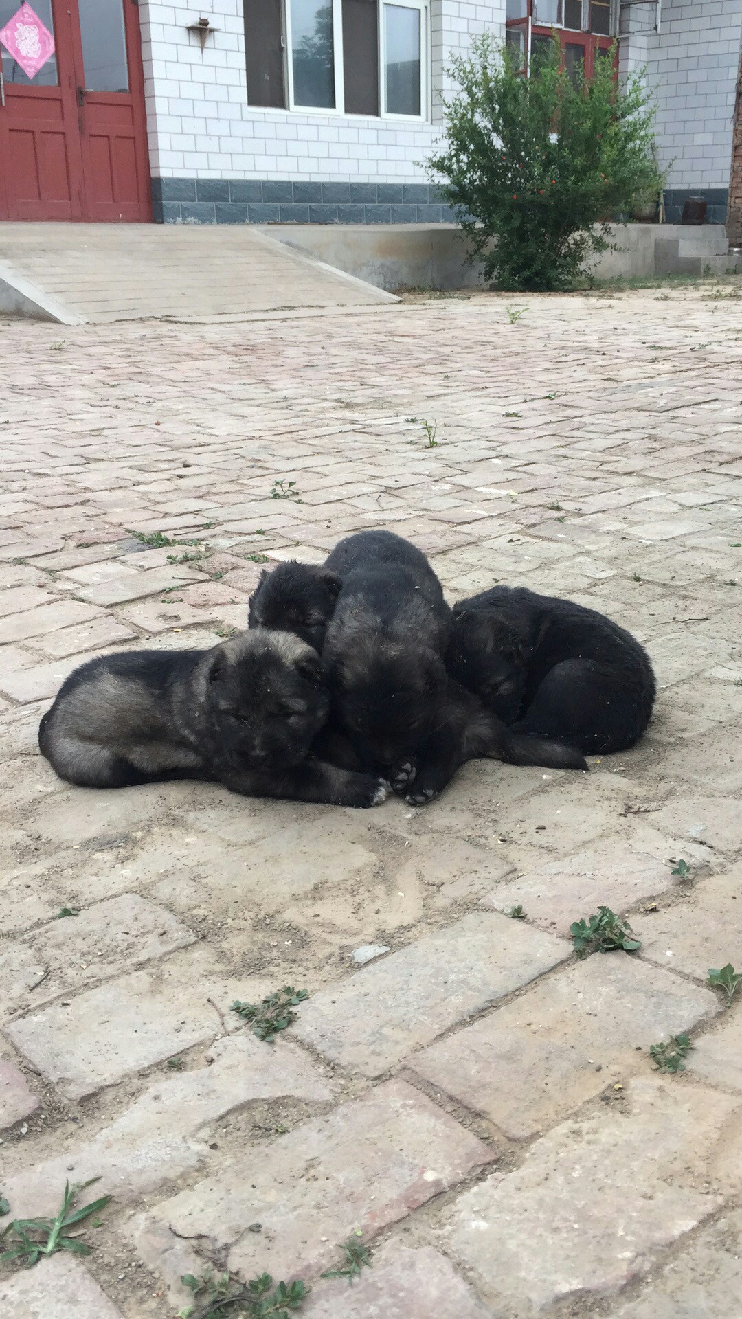 高加索幼崽五公三母接受预定