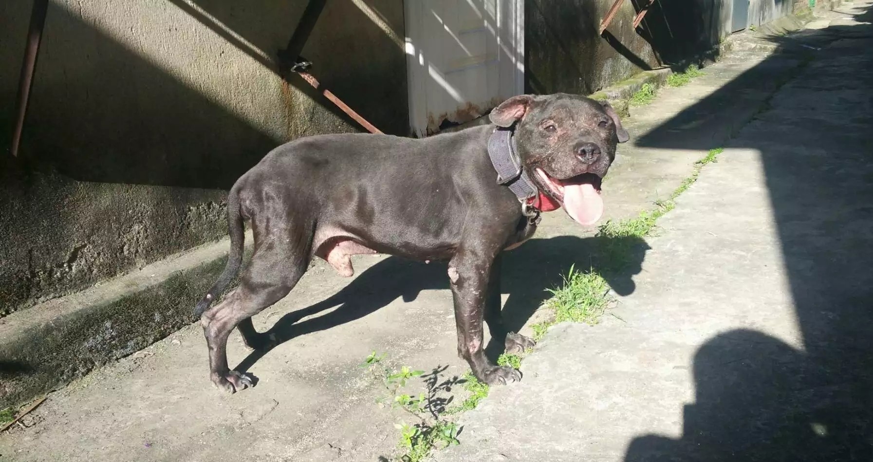 龙虎犬业种公三颗牙