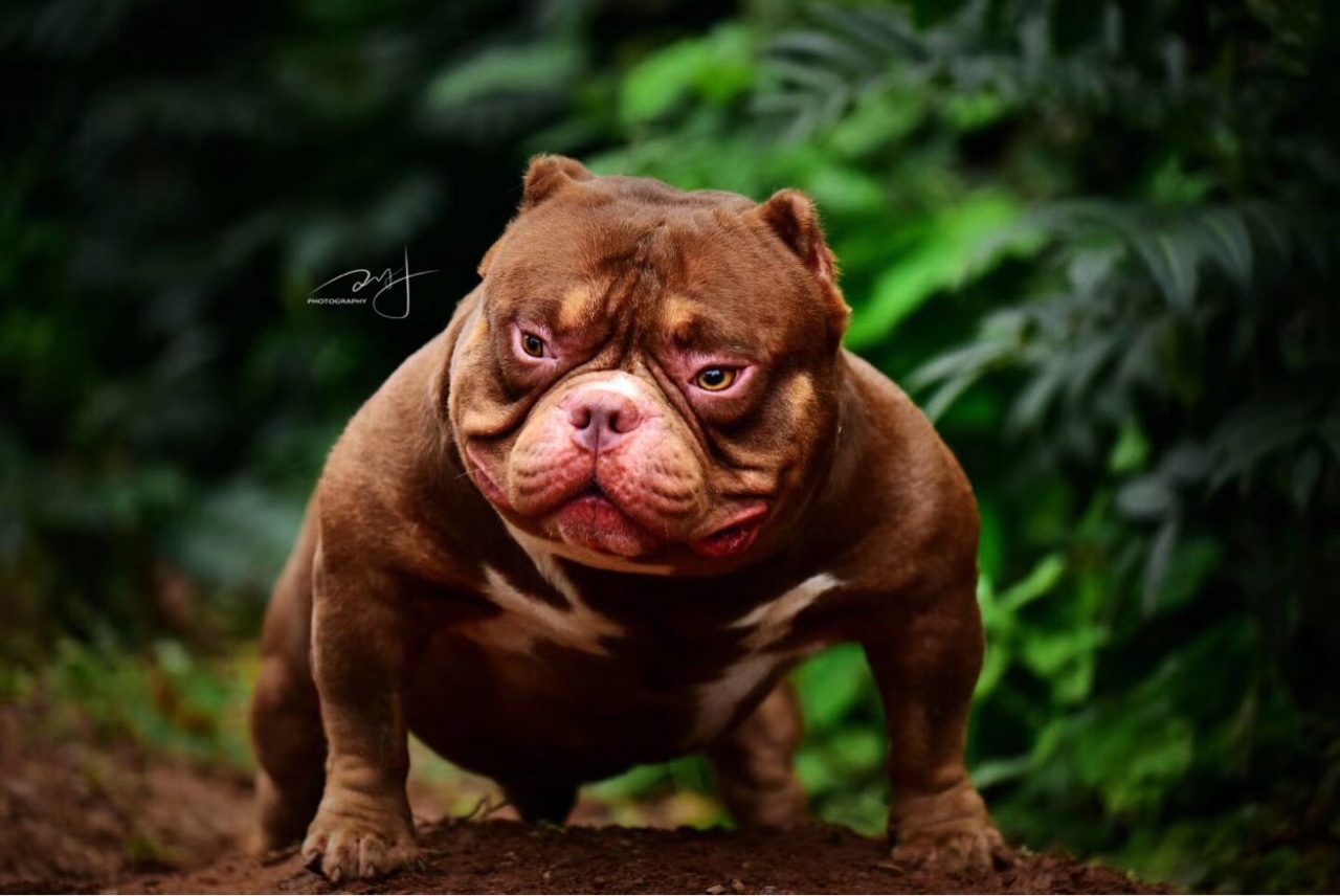 红魔的蓝色儿子 - 恶霸犬交易 - 猛犬俱乐部-中国具有影响力的猛犬