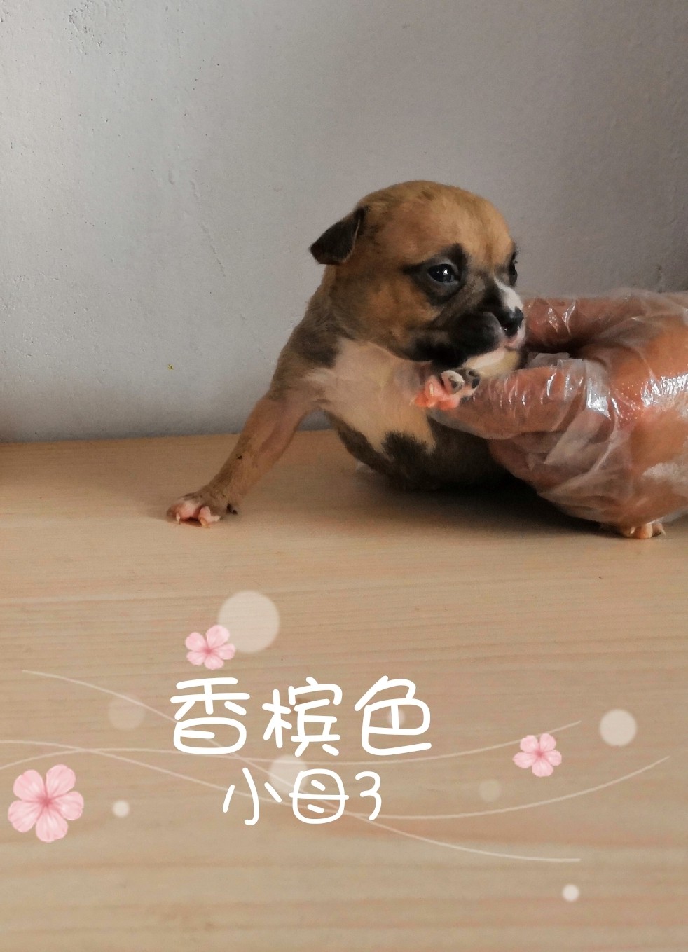 诚心求购黄狗黑嘴,公,2.3个月