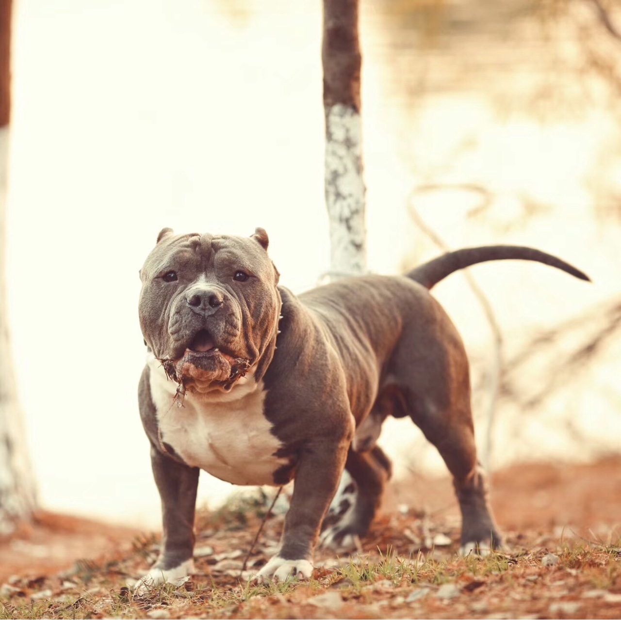 标体蓝公恶霸处理