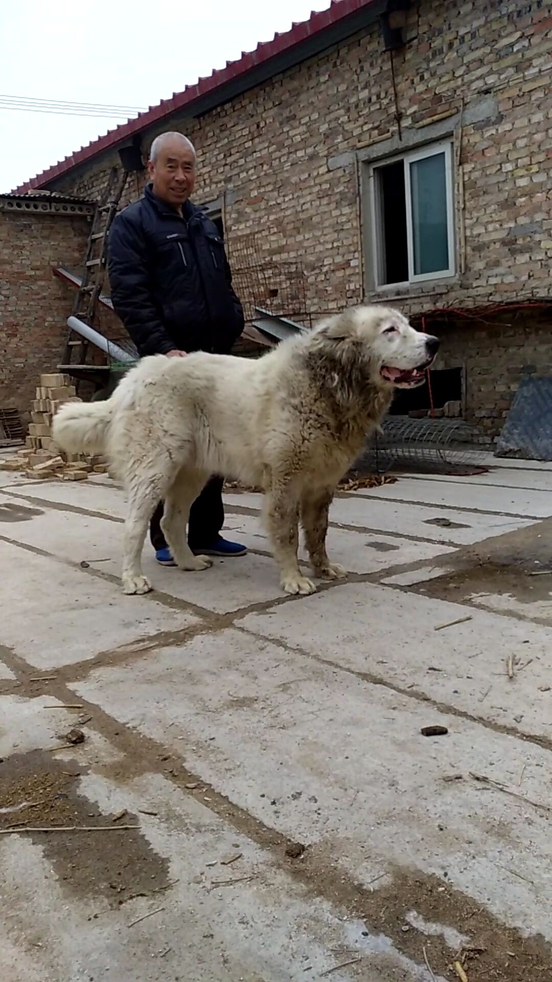 苏丹血回血公 - 中亚|高狼交易 - 猛犬俱乐部-中国具有影响力的猛犬