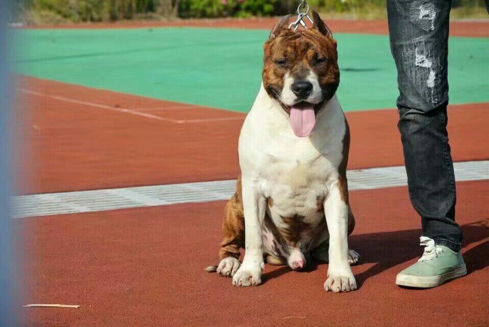 红虎斑种公(父母均是欧洲进口犬)