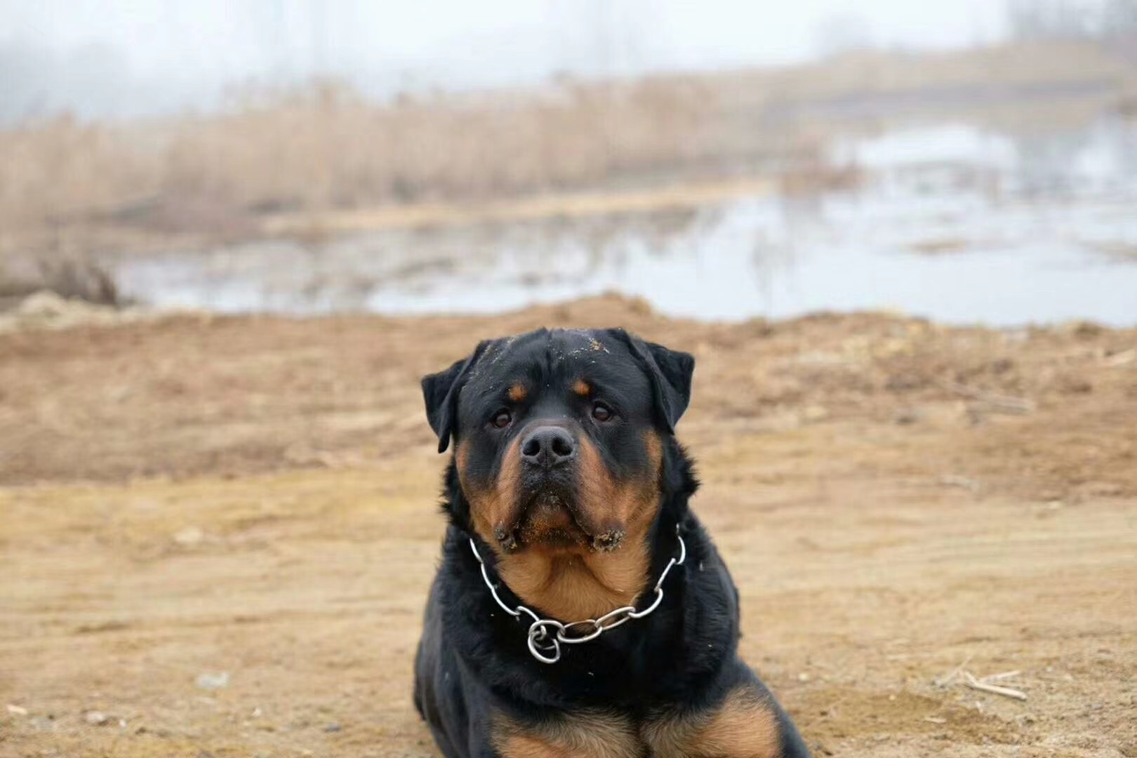 精品赛级犬后代罗威纳幼犬喜欢联系本窝不做证书