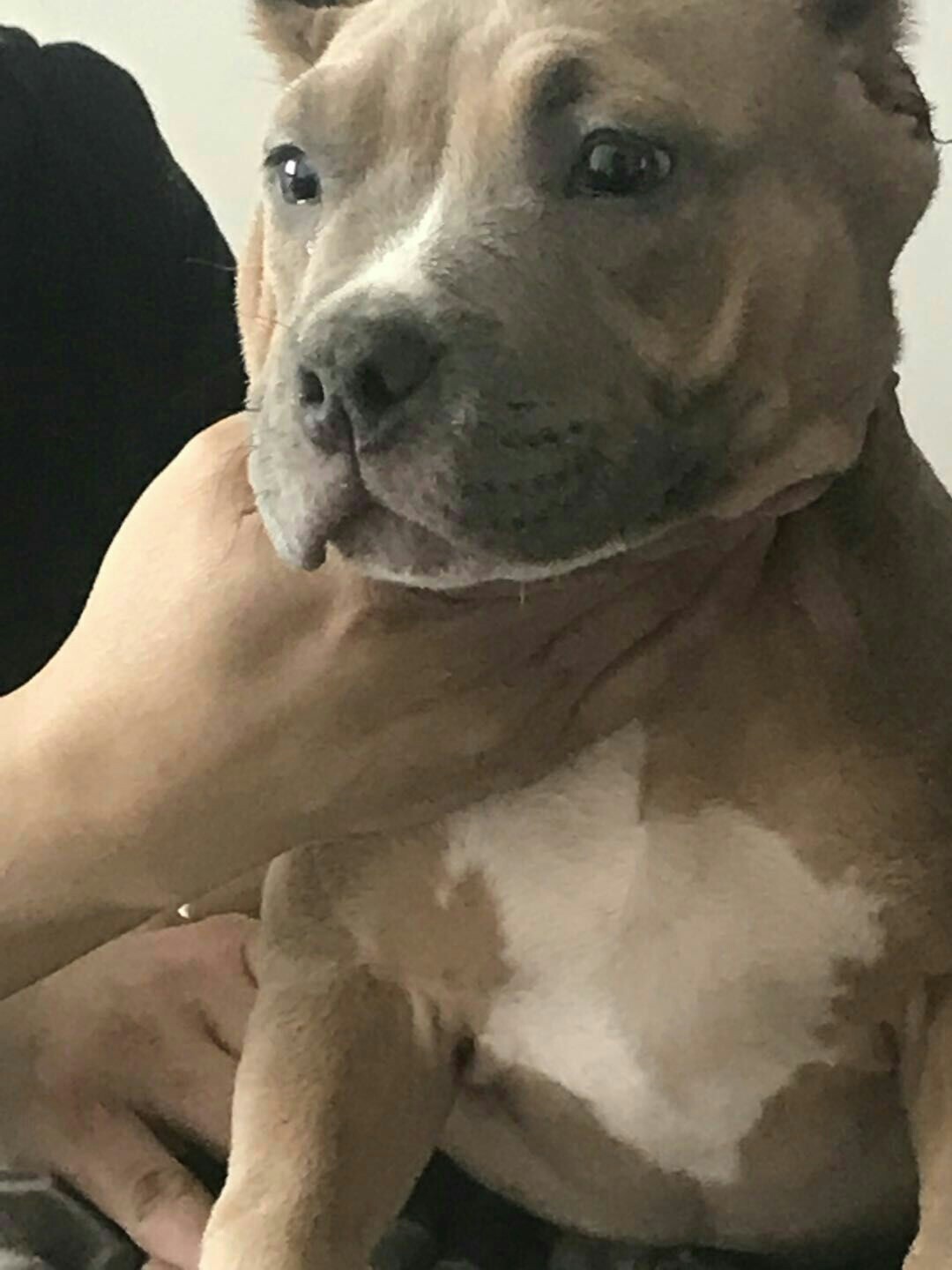 诚心求购黄狗黑嘴,公,2.3个月