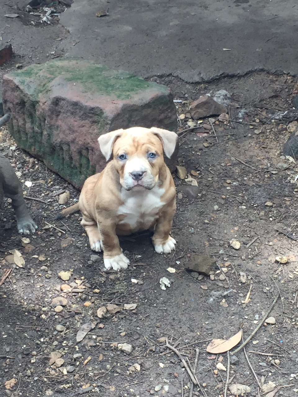 诚心求购黄狗黑嘴,公,2.3个月