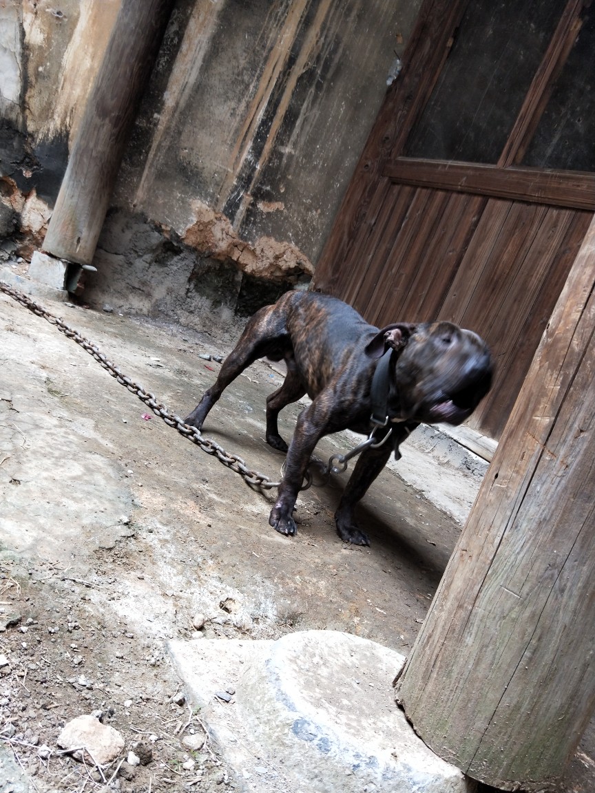 有出虎皮的么 - 比特犬交易 - 猛犬俱乐部-中国具有影响力的猛犬网站