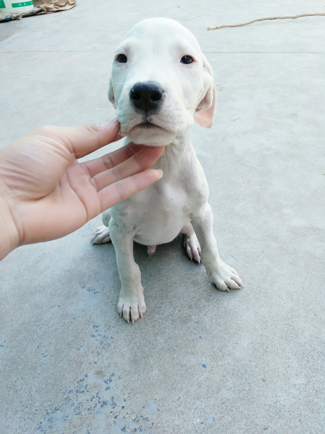 双血小杜高幼崽 - 杜高犬 - 猛犬俱乐部-中国具有影响力的猛犬网站