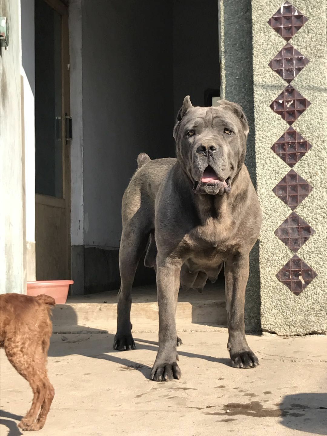 出售卡斯罗一公两母 两个黑的一个灰虎皮