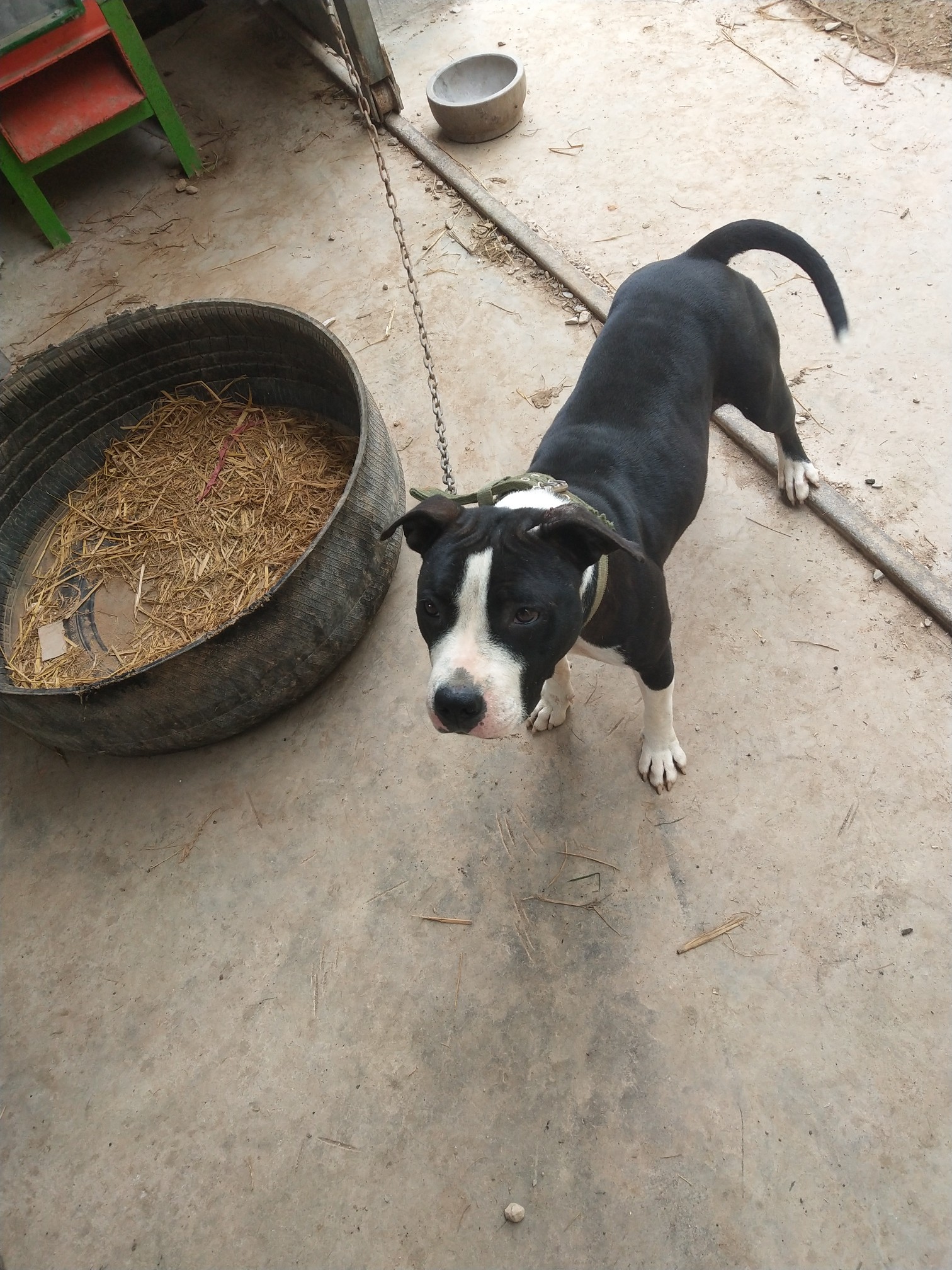 黑白花海盗眼,公,18斤