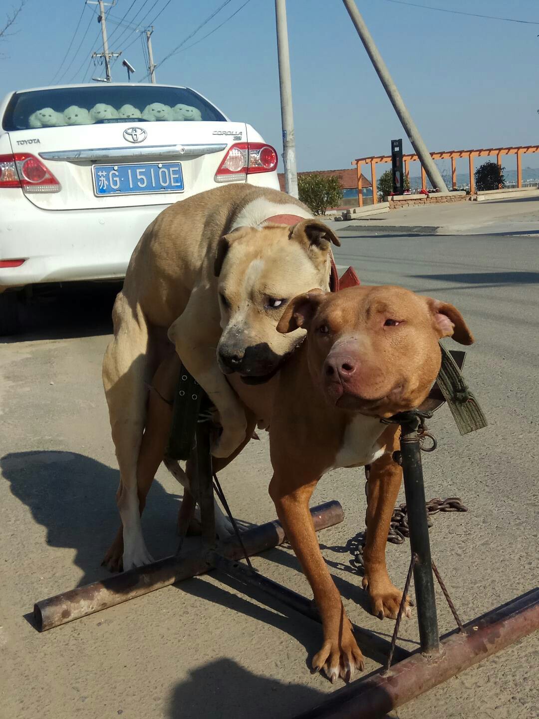 出售二窝比特犬一窝老狼血一窝沙特儿子配如宝女儿微电15501711789