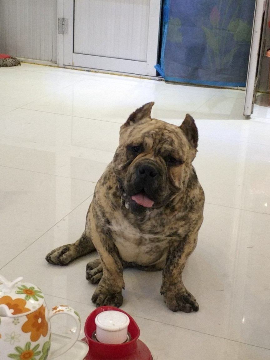 分享一下我的小虎斑 - 恶霸犬 - 猛犬俱乐部-中国