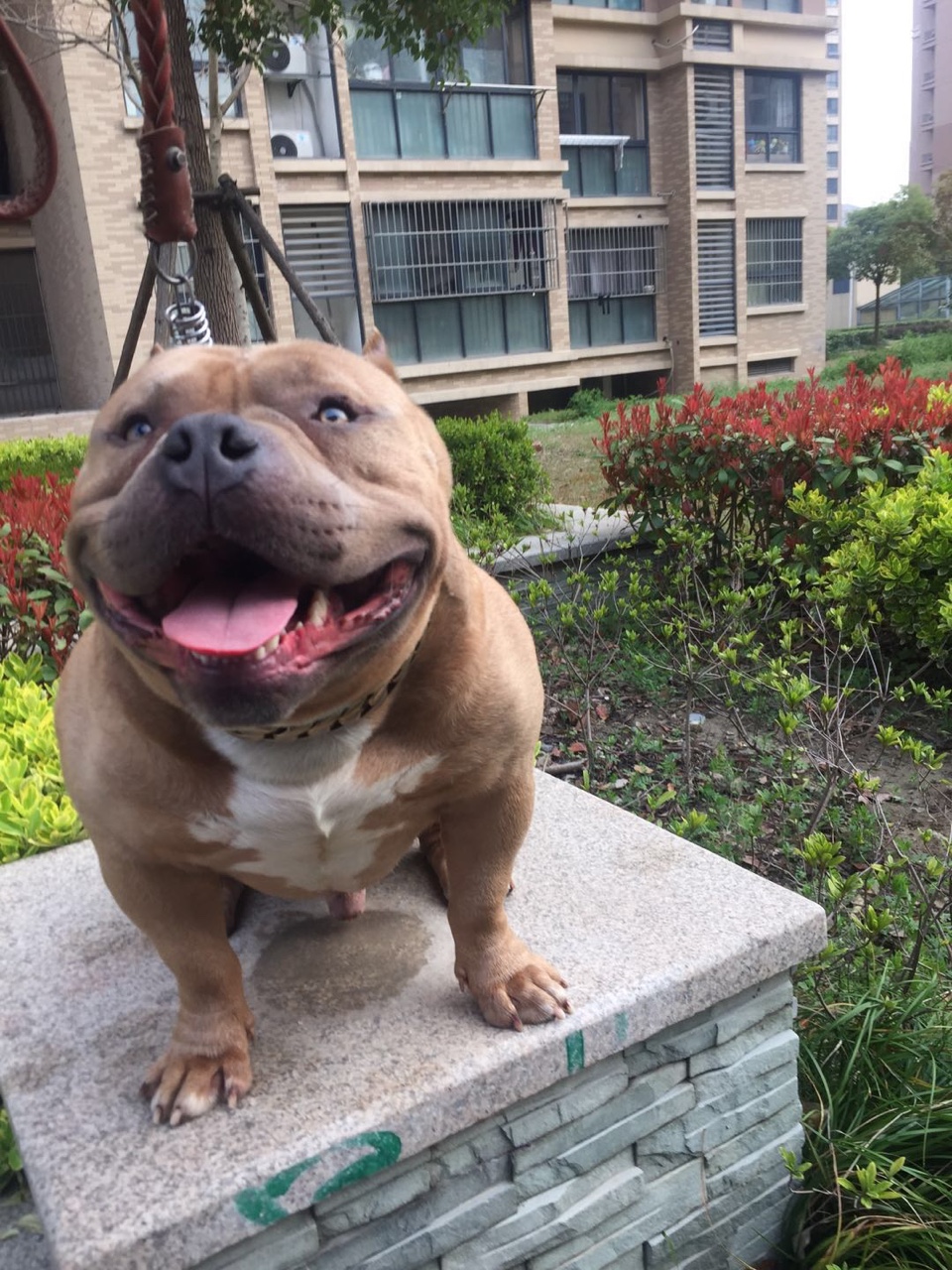 极端体恶霸公出售