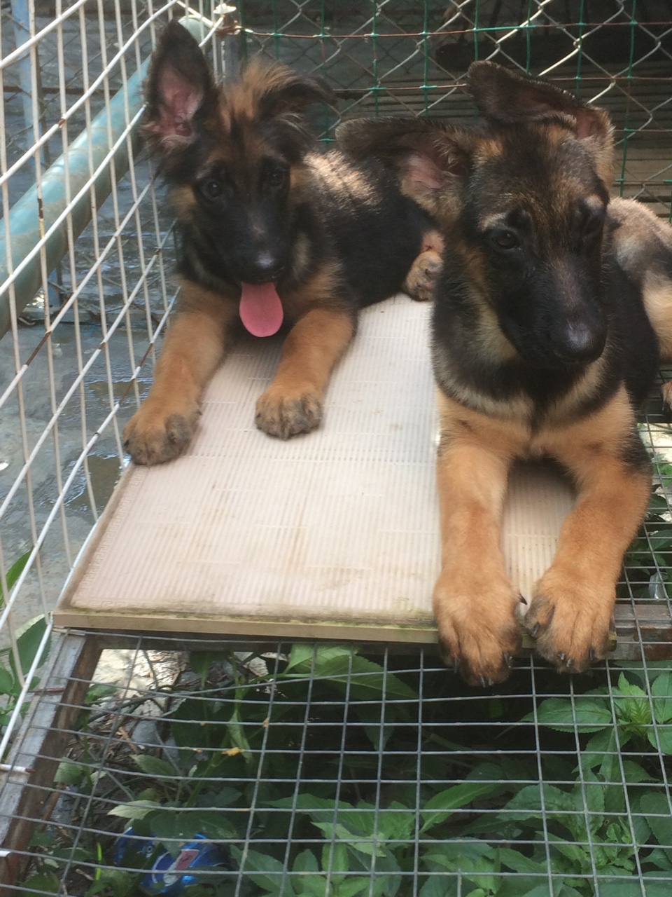 低价出售一窝3个月德国牧羊犬