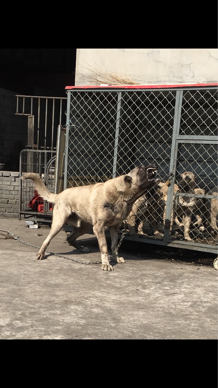 坎高犬图片大全最大图片