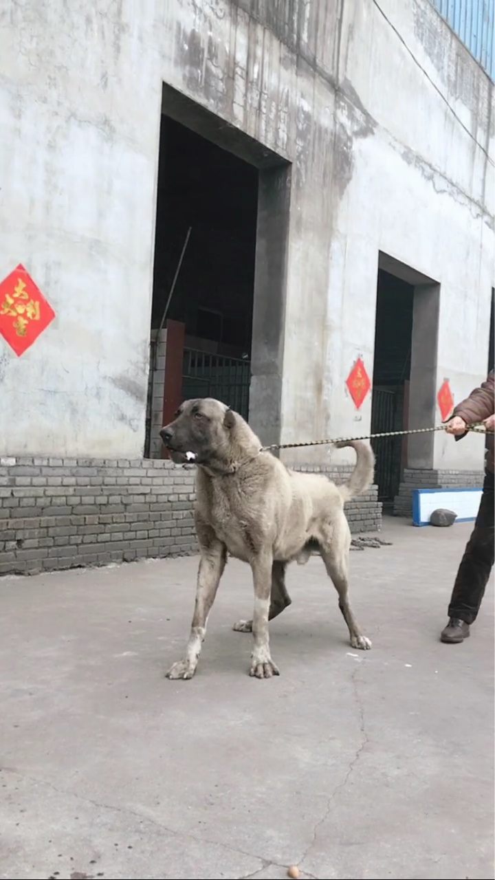 坎高犬中国图片