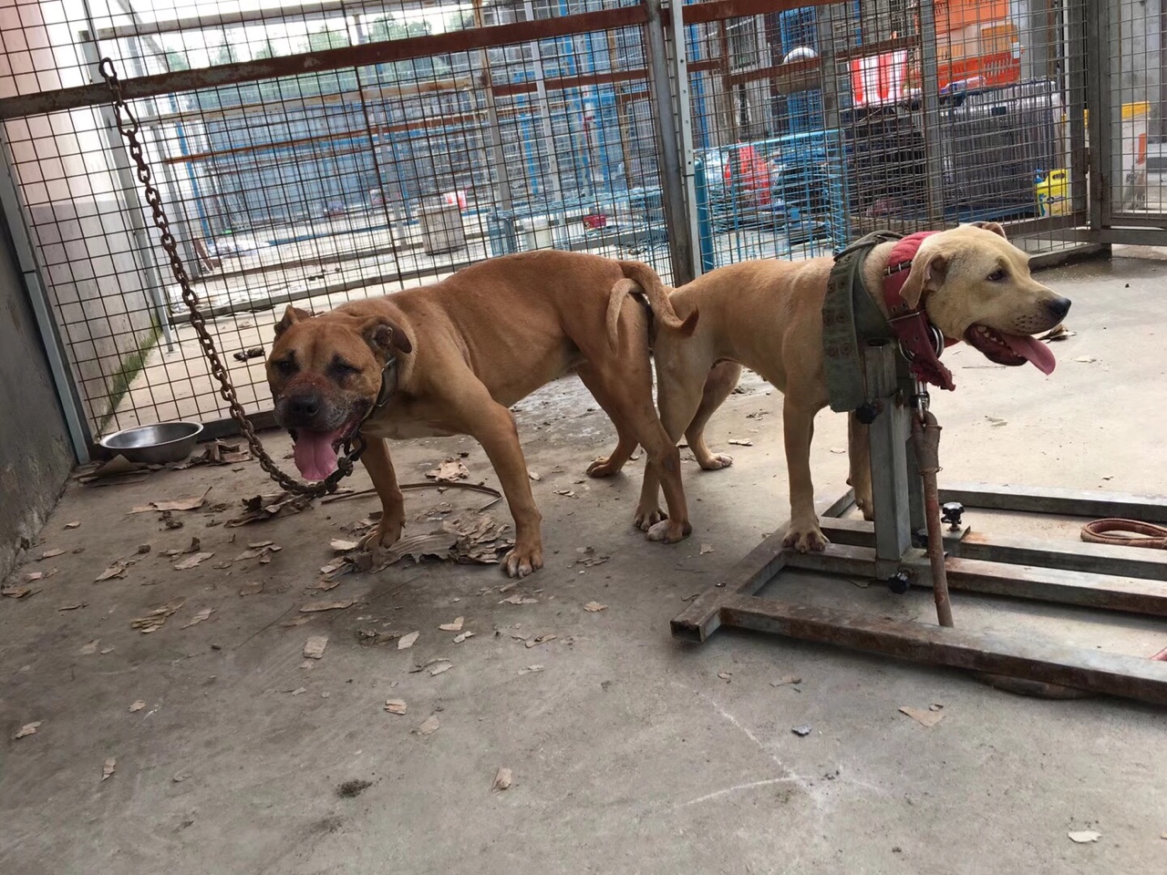 出售怀孕26天的基多儿子天龙配沙狮女儿的母狗 - 比特犬交易 - 猛犬