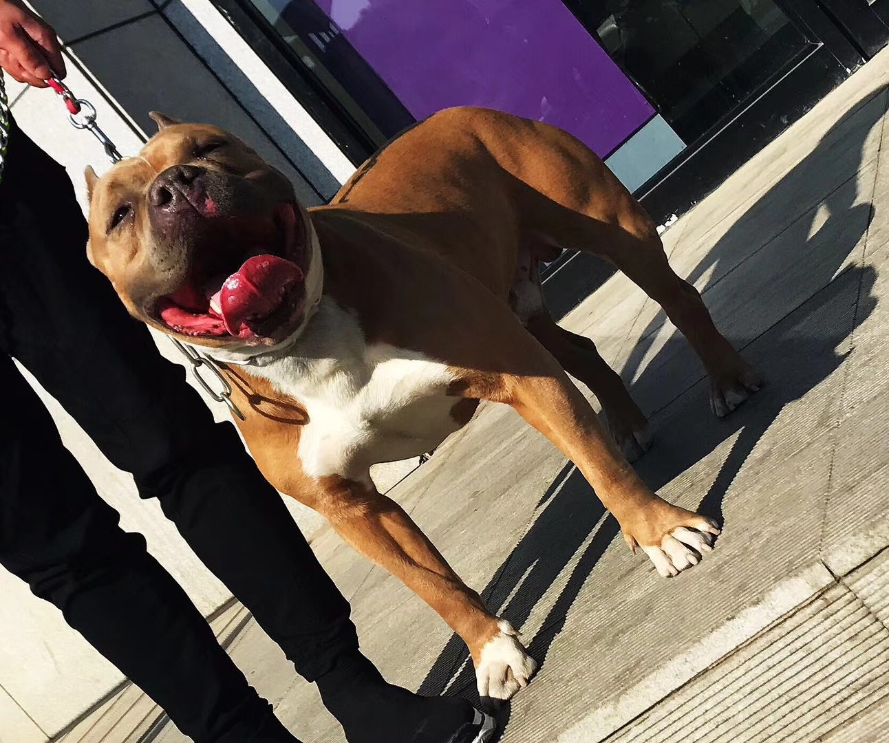 美国斯塔夫犬男人象征喜欢的可以预定了