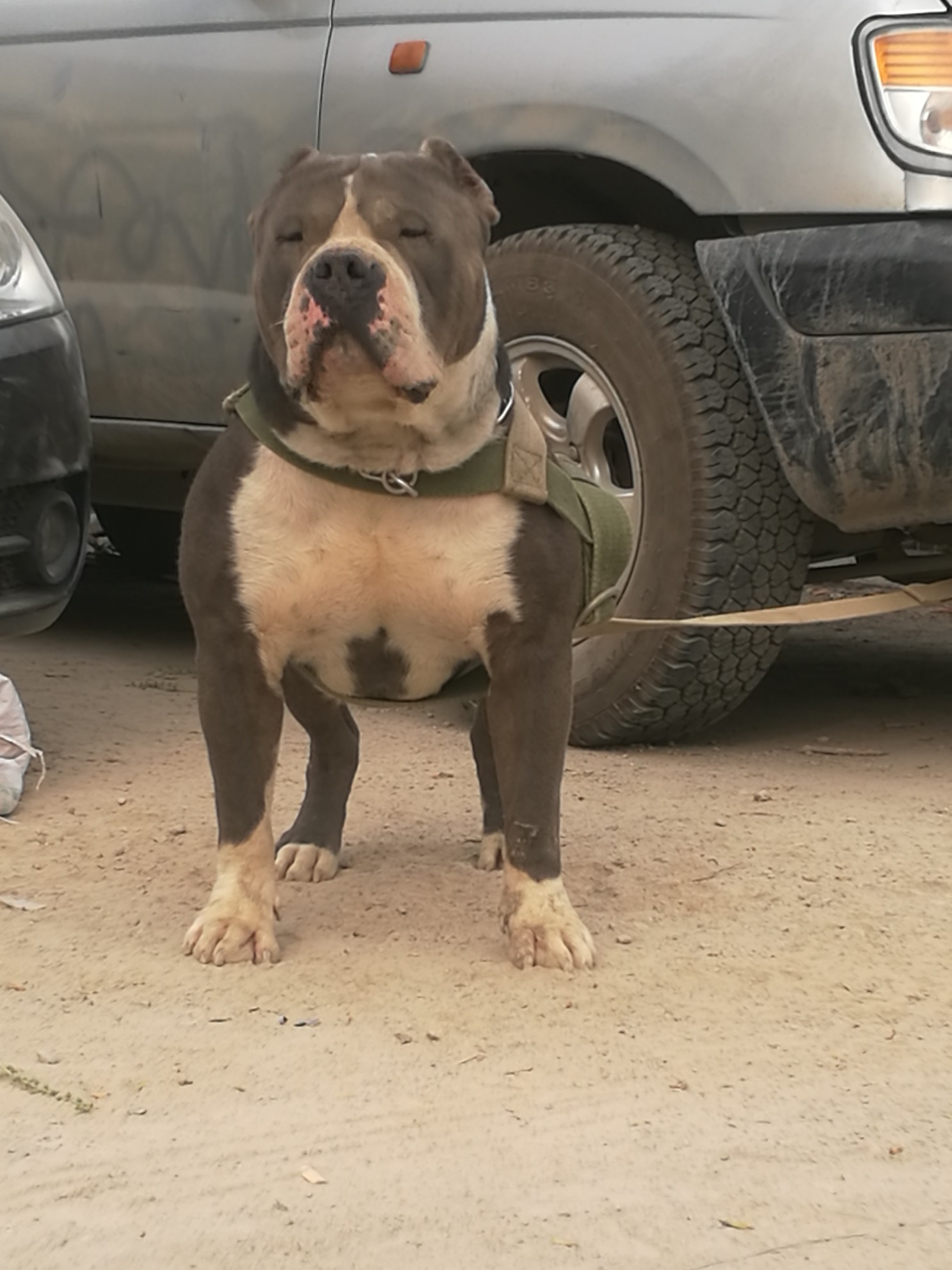 出售大体恶霸犬, - 恶霸犬交易 - 猛犬俱乐部-中国