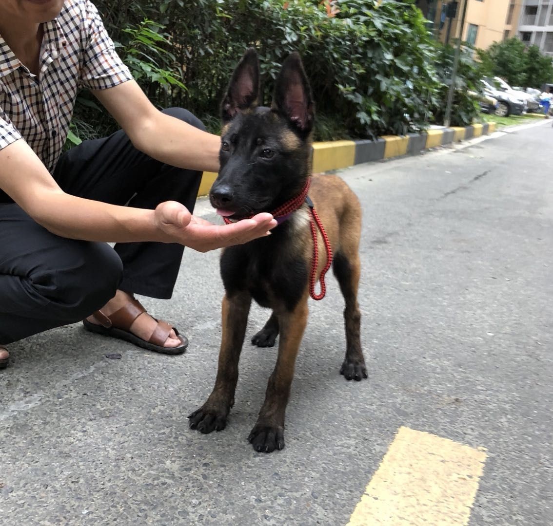 家养三个月带证双血统马犬