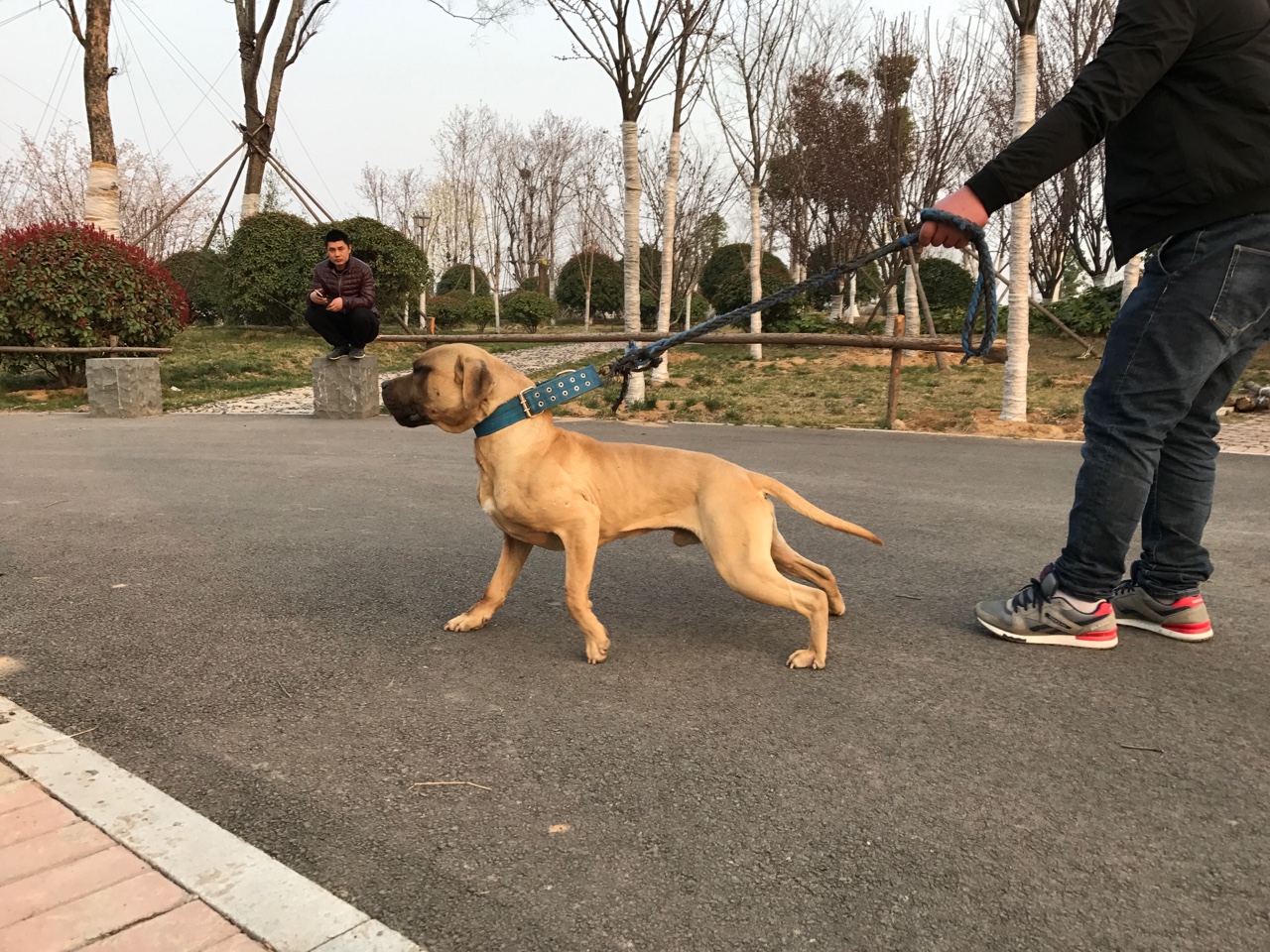 杀戮儿—无穷对外配种 - 比特犬交易 - 猛犬俱乐部-中国具有影响力的