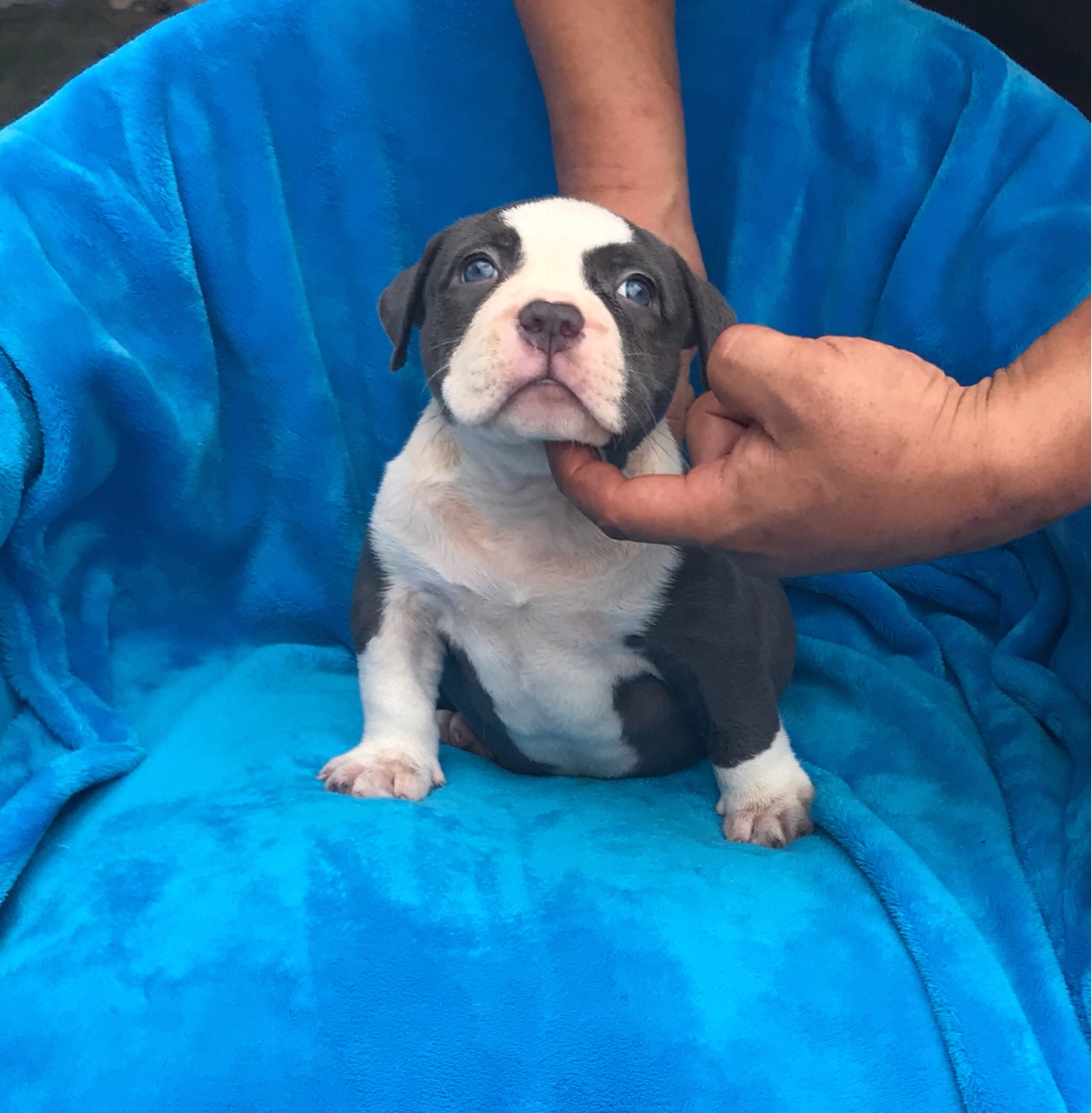 西安一窝蓝色宝宝