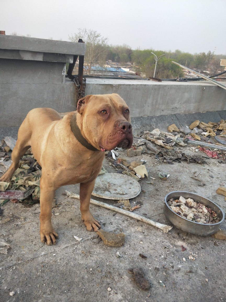 求购纯种大体比特 - 比特犬交易 - 猛犬俱乐部-中国具有影响力的猛犬