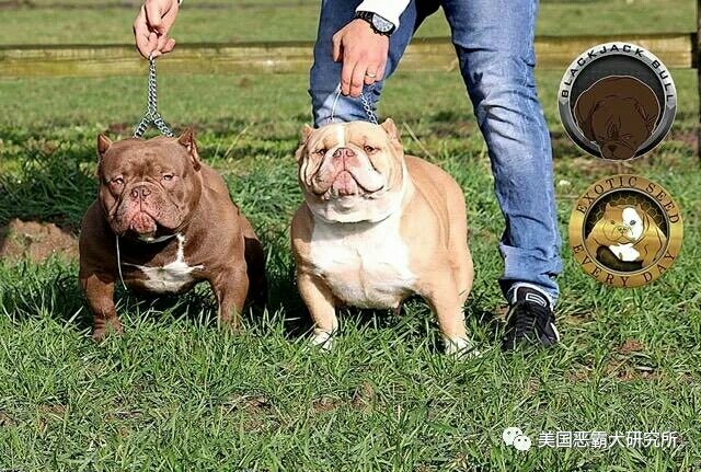 歐洲四大天王巨頭魔獸 - 惡霸犬交易 - 猛犬俱樂部-中國具有影響力的