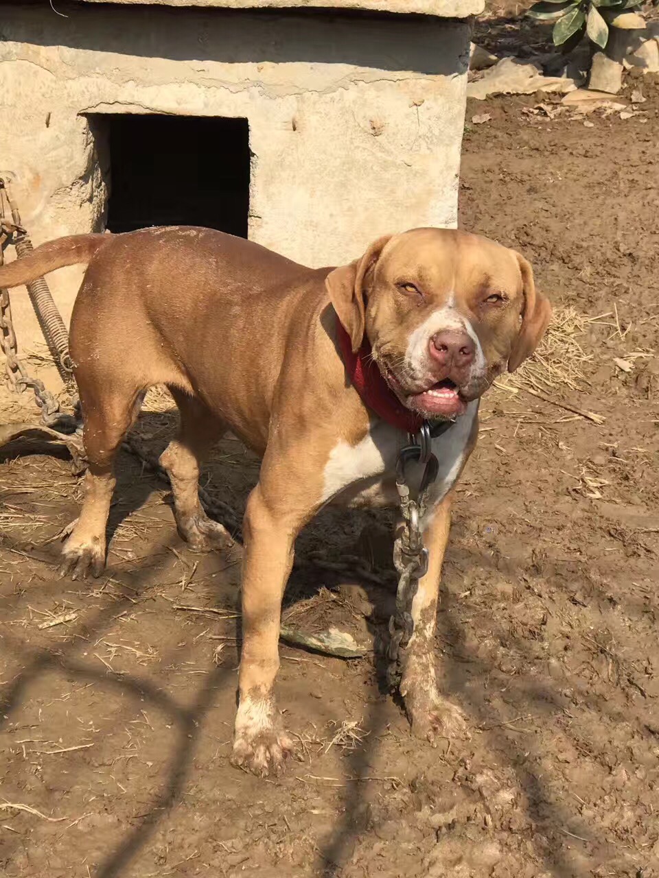 大体型鳄鱼五月天搭配 - 比特犬 - 猛犬俱乐部-中国具有影响力的猛犬