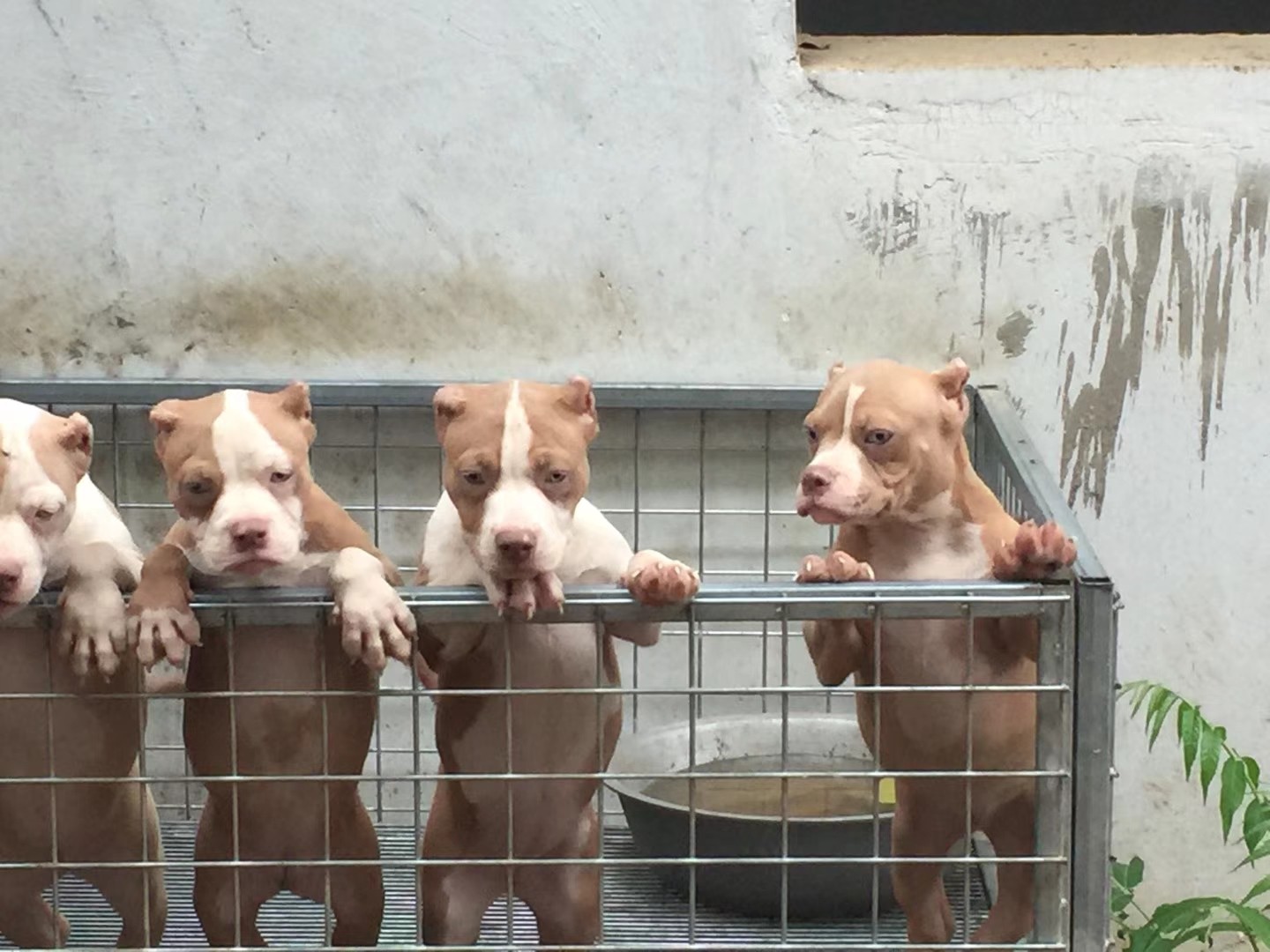 求鉴定,这是恶霸犬还是比特犬