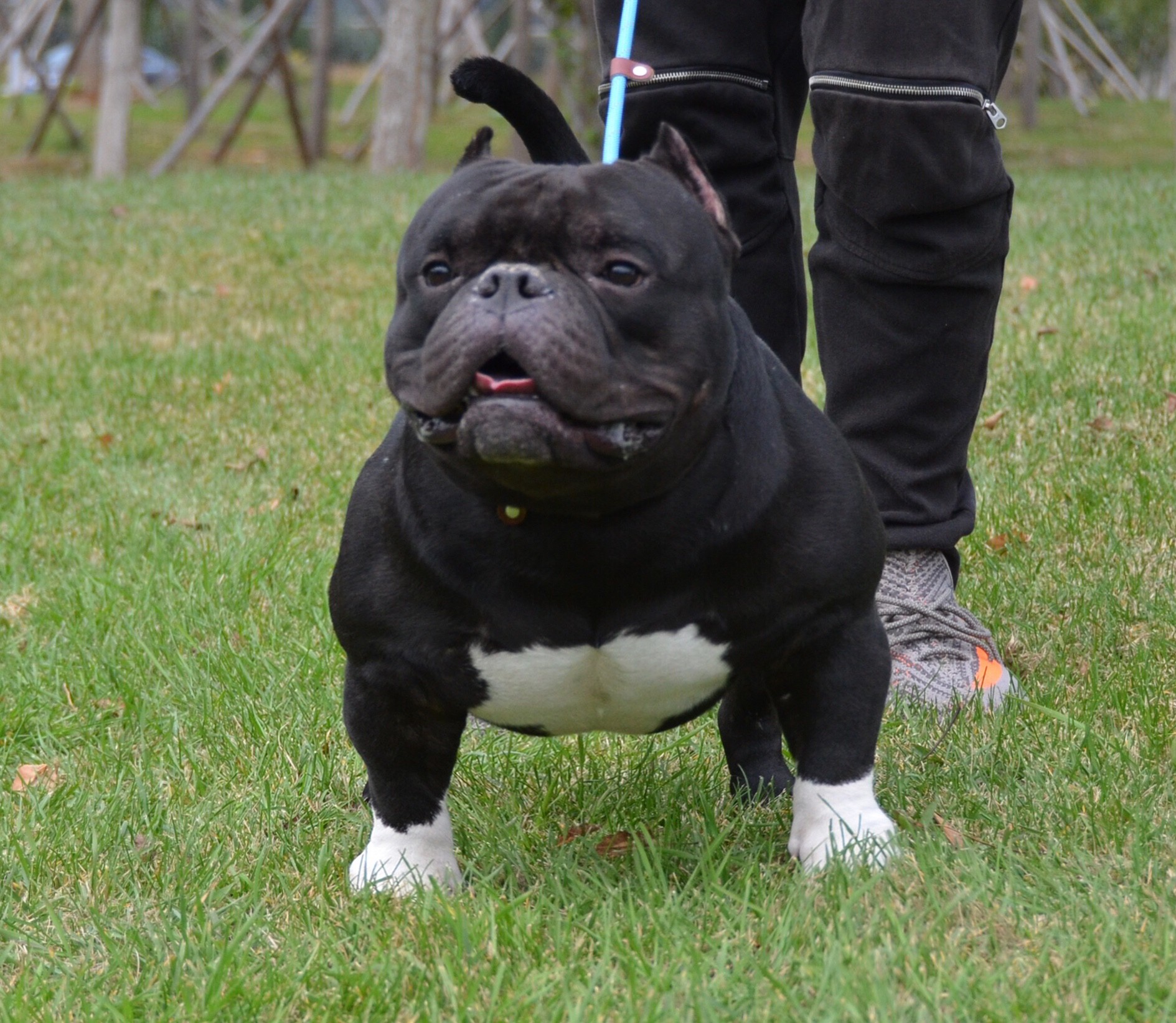马达的儿子女儿 - 恶霸犬 - 猛犬俱乐部-中国具有影