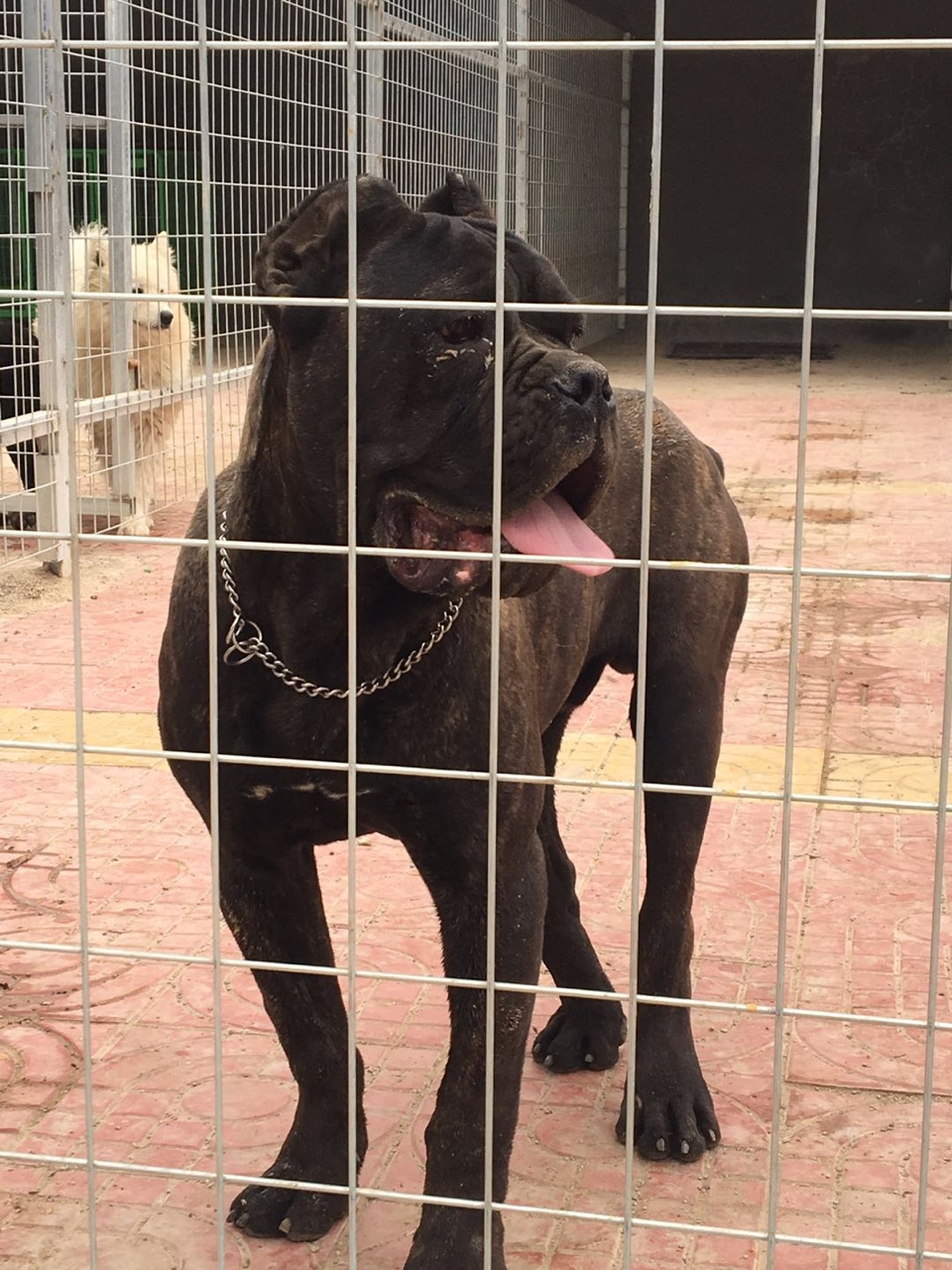 出售双血虎皮小卡 - 卡斯罗交易 - 猛犬俱乐部-中国具有影响力的猛犬