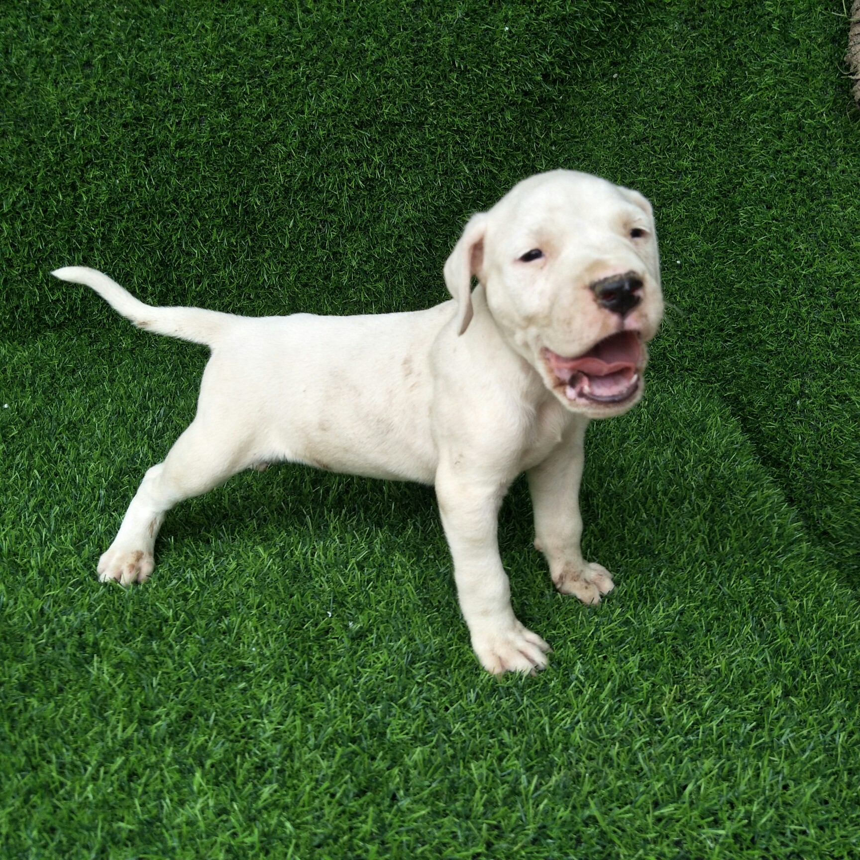 满月杜高有喜欢的吗 - 杜高犬 - 猛犬俱乐部-中国具有影响力的猛犬