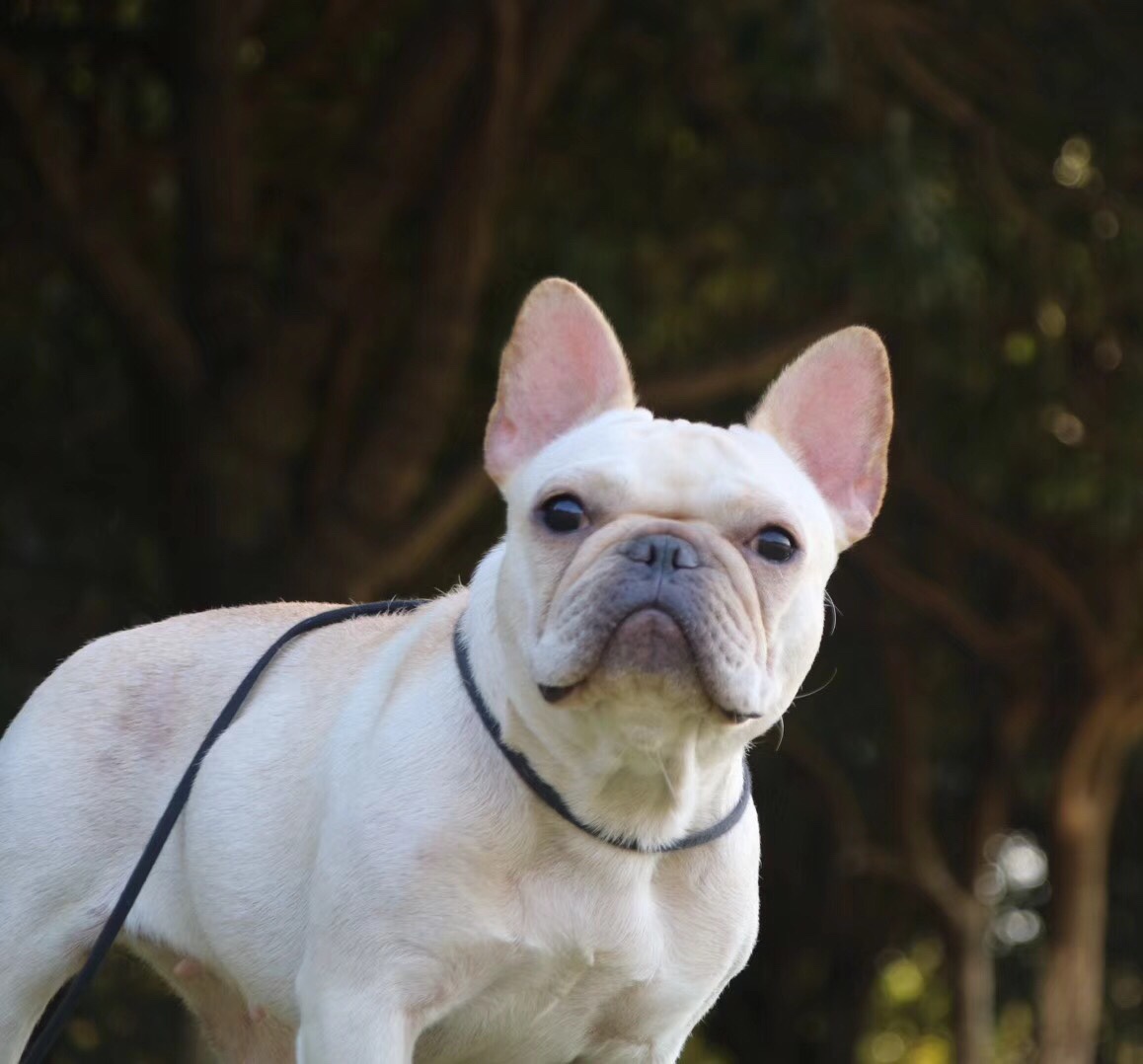 成年法牛母出售