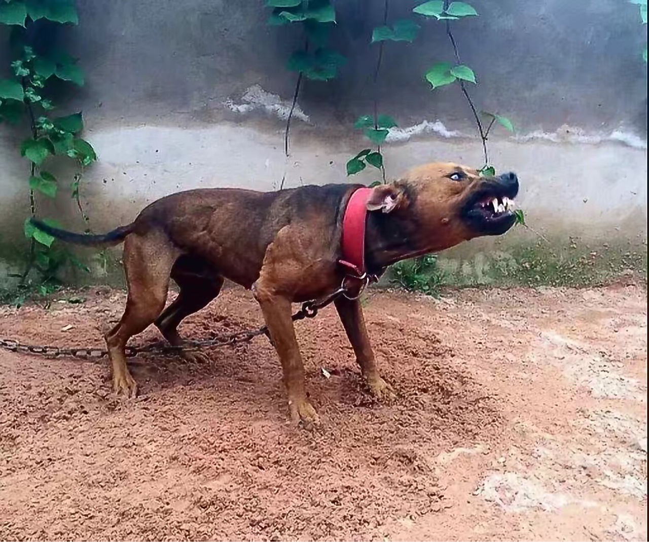 四战全胜 卡特 对外配种 喜欢卡特的可以进来聊一聊